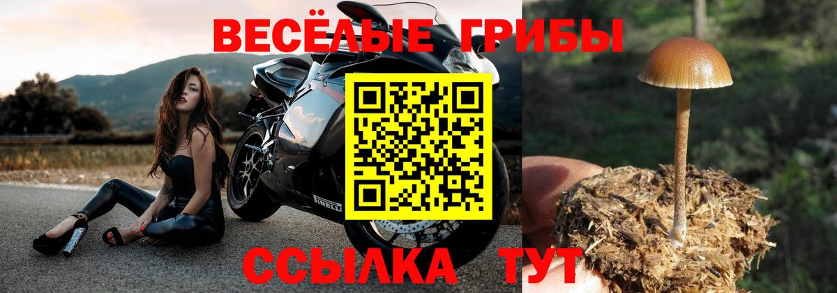 Псилоцибиновые грибы прущие грибы  Галлюциногенные грибы Cubensis  Белово  Вход с VPN 